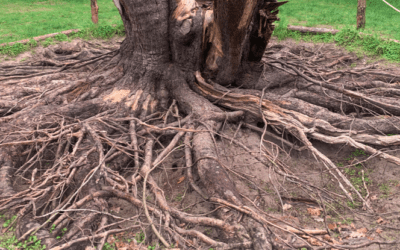 Strong roots, Strong business: Why CSR foundations matter